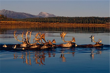 Caribou herd swimming across Kobuk River Arctic Alaska Autumn Kobuk Valley National Park Stock Photo - Rights-Managed, Code: 854-02955320