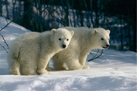 Polar bear cubs on snow Anchorage Zoo Alaska Stock Photo - Rights-Managed, Code: 854-02955402