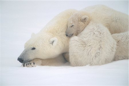 Mother Polar Bear & Cub Huddle in Snow Storm Churchill Canada Winter Stock Photo - Rights-Managed, Code: 854-02955414