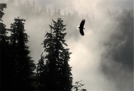 simsearch:854-03362156,k - Bald Eagle Flying in Mist Shrouded Forest SE Alaska Summer Tongass NF Tracy Arm Composite Stock Photo - Rights-Managed, Code: 854-02955438