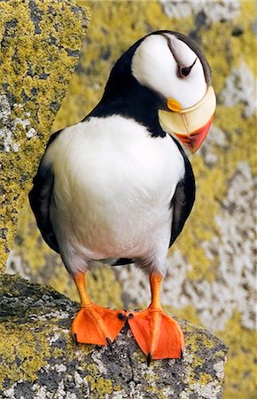 st paul's - Portrait of Horned Puffin on Rocks St Paul Is WE AK Summer Stock Photo - Rights-Managed, Code: 854-02955455