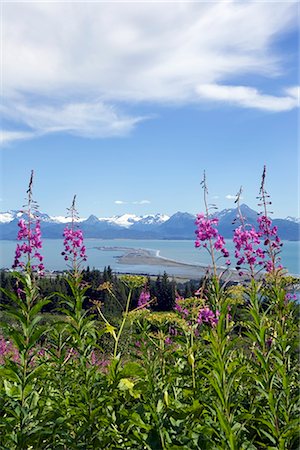 View of Homer Spit and Kachemak Bay with Fireweed in the foreground near Homer, Alaska in the Summer Stock Photo - Rights-Managed, Code: 854-02955985