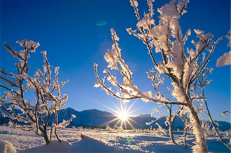 simsearch:6102-06337107,k - Dépoli arbres rétro-éclairé @ Sunrise sur large col SC AK hiver Photographie de stock - Rights-Managed, Code: 854-02956030