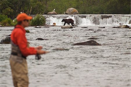 river fishing bear - Fly fisherman and brown bears at Brooks Falls on  Brooks River, Katmai National Park, Bristol Bay, Alaska, summer, composite Stock Photo - Rights-Managed, Code: 854-03361877