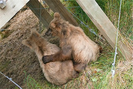 A yearling brown bear puts its arm around its sibling's shoulder while they sit beneath a viewing stand at Brooks Falls, Katmai National Park, Southwest Alaska Stock Photo - Rights-Managed, Code: 854-03361886