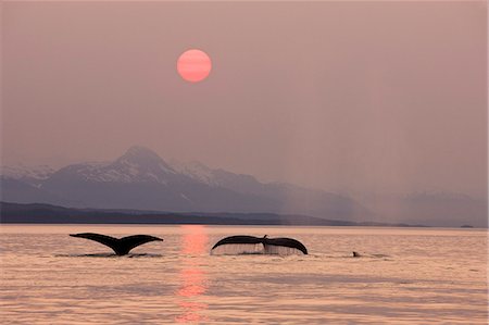 simsearch:854-03362156,k - Pod of humpbacks feeds along the shoreline of Admiralty Island in Alaska's Inside Passage at sunset Stock Photo - Rights-Managed, Code: 854-03361974