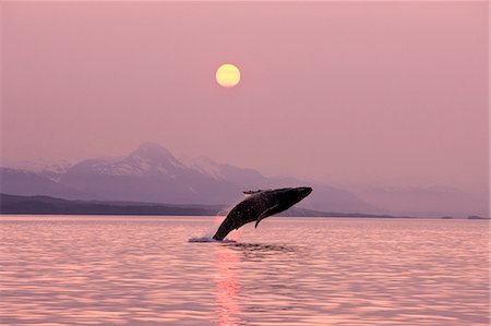 simsearch:854-03362156,k - A Humpback Whale breaches from the calm waters of Alaska's Inside Passage near Juneau at sunset, Chilkat Mountains and Admiralty Island beyond. Stock Photo - Rights-Managed, Code: 854-03361975