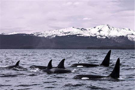 Orca Whales surface in Lynn Canal with Chilkat Mountains in the distance, Inside Passage, Alaska Stock Photo - Rights-Managed, Code: 854-03362005