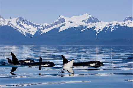 Orca surface in Lynn Canal near Juneau with Coast Range beyond, Inside Passage, Alaska Stock Photo - Rights-Managed, Code: 854-03362010