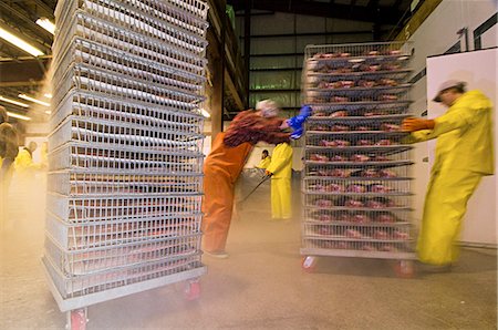 freezer - Leader Creek Fisheries plant workers load processed sockeye salmon into blast freezers, Naknek, Alaska/n Stock Photo - Rights-Managed, Code: 854-03362026