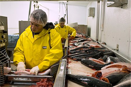 Leader Creek Fisheries plant workers load sockeye into filleting machines, Naknek, Alaska/n Stock Photo - Rights-Managed, Code: 854-03362027