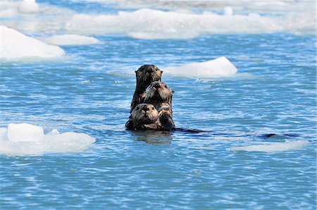 floe - Sea Otters swim in an ice floe at Yale Glacier in Prince William Sound, Southcentral Alaska, Summer Stock Photo - Rights-Managed, Code: 854-03362059
