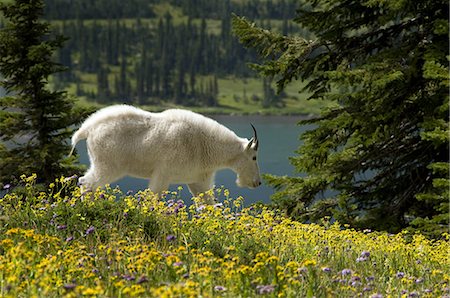 Adult Mountain Goat standing a a field of wildflowers, Glacier National Park, Montana, Summer Stock Photo - Rights-Managed, Code: 854-03362143
