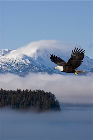 simsearch:854-03362156,k - Bald Eagle in flight over the Inside Passage with Tongass National Forest in the background, Alaska , COMPOSITE Stock Photo - Rights-Managed, Code: 854-03362154