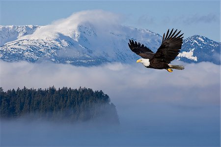 simsearch:854-03362156,k - Bald Eagle in flight over the Inside Passage with Tongass National Forest in the background, Alaska , COMPOSITE Stock Photo - Rights-Managed, Code: 854-03362155
