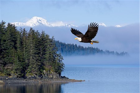 simsearch:854-03362156,k - Bald Eagle in flight over the Inside Passage with Tongass National Forest in the background, Alaska , COMPOSITE Stock Photo - Rights-Managed, Code: 854-03362153