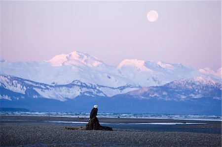 simsearch:854-03362156,k - A Bald eagle perches on a driftwood stump as the full moon sets over the Chilkat Mountains, Eagle Beach, Alaska Stock Photo - Rights-Managed, Code: 854-03362168