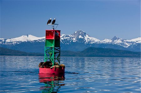 A pair of  Bald Eagles  perched on a bouy in Lynn Canal while sea lions sun on the bottom of the buoy, Inside Passage, Alaska. Stock Photo - Rights-Managed, Code: 854-03362170