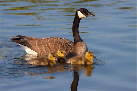 Adult Canadian Goose swimming with three newborn gosling chicks in Potter Marsh, Anchorage, Southcentral Alaska, Spring Stock Photo - Rights-Managed, Code: 854-03362185