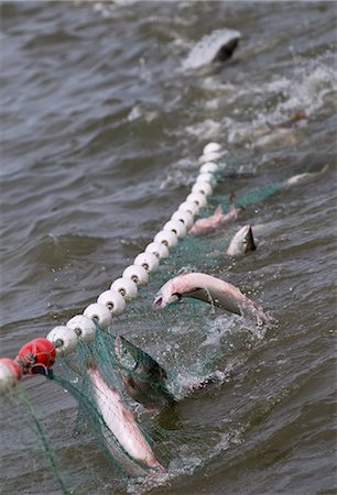 A gillnet full of sockeye is brought aboard, Bristol Bay, Alaska/n Stock Photo - Rights-Managed, Code: 854-03362238