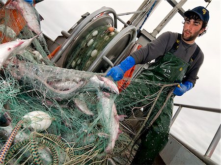 Commercial fisherman picks fish from a net, Bristol Bay, Alaska/n Stock Photo - Rights-Managed, Code: 854-03362254