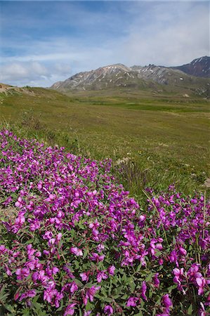 Scenic view near the Eielson Visitor's Center with Dwarf Fireweed (epilobium latifolium) in bloom and Stony Dome in the background in Denali National Park, Alaska Stock Photo - Rights-Managed, Code: 854-03362416