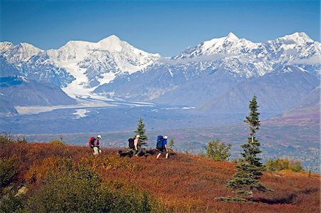 simsearch:854-03538162,k - Senior hikers on Little Coal Creek trail in Denali State Park Interior Alaska Autumn Stock Photo - Rights-Managed, Code: 854-03538107