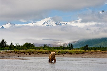 river fishing bear - Coastal Grizzly sow fishing at Hallo Bay Katmai National Park, Alaska Stock Photo - Rights-Managed, Code: 854-03538268