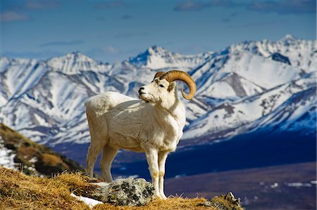 A young Dall sheep ram standing on Mount Margaret with the Alaska Range in the background, Denali National Park, Alaska, Spring Stock Photo - Rights-Managed, Code: 854-03538270