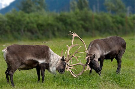 Barren Ground Caribou fighting during rut season at the Alaska Wildlife Conservation Center during Summer in Southcentral Alaska Stock Photo - Rights-Managed, Code: 854-03538281