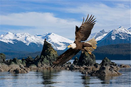 simsearch:854-03362156,k - Bald Eagle low in mid-air fishing near reef along shore Inside Passage Coast Mtns SE Alaska Composite Stock Photo - Rights-Managed, Code: 854-03538430