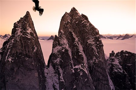 simsearch:854-03362156,k - Bald Eagle flying past Taku Towers on the Juneau Ice Field at sunset, Alaska. Composite Stock Photo - Rights-Managed, Code: 854-03538433