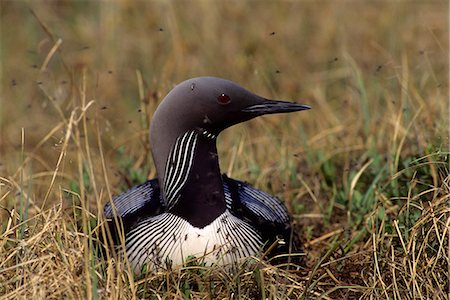 eistaucher - Pacific Loon auf Nest sitzen wimmelte mit Mücken in der Nähe von Turner River Arctic National Wildlife Refuge-AK Stockbilder - Lizenzpflichtiges, Bildnummer: 854-03538462