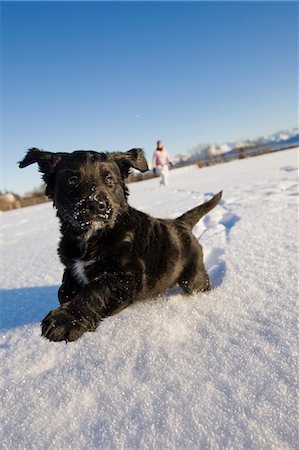 Close up of a Labrador & Bernese Mountain Dog mix puppy walking on snow near Homer, Alaska with owner walking in the background Stock Photo - Rights-Managed, Code: 854-03539097