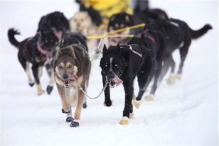 simsearch:854-03846021,k - Musher Scott White's dog team running near UAA during the 2010 ceremonial Iditarod start in Anchorage, Southcentral Alaska, Winter/n Stock Photo - Rights-Managed, Code: 854-03645818