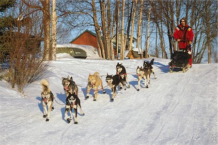 simsearch:854-03846021,k - Lance Mackey on the road to the Takotna checkpoint during the 2002 Iditarod Sled Dog Race, Interior Alaska, Winter Stock Photo - Rights-Managed, Code: 854-03645810