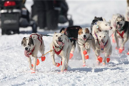 simsearch:854-03846021,k - Musher Chris Adkins's team running on Long Lake during the 2010 Iditarod restart in Willow, Southcentral Alaska, Winter/n Stock Photo - Rights-Managed, Code: 854-03645813