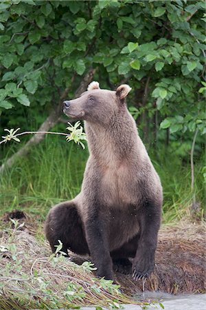 View of a brown bear sitting on stream bank sniffing the air, Copper River, Chugach Mountains, Chugach National Forest, Alaska, Southcentral, Summer Stock Photo - Rights-Managed, Code: 854-03645984