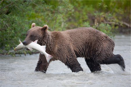 river fish - Brown bear walking in Copper River with a Coho salmon in its mouth during Summer, Chugach National Forest, Southcentral Stock Photo - Rights-Managed, Code: 854-03645987