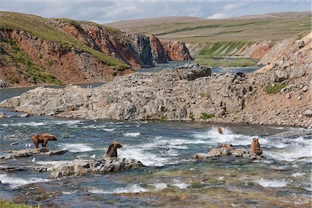 southwestern - View of five brown bears fishing in Funnel Creek, Katmai National Park, Southwest Alaska, Summer Stock Photo - Rights-Managed, Code: 854-03646004