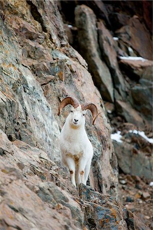 perched - Un bélier de mouflons de Dall plein-chicorées curieux est perché sur une corniche rocheuse au point 107 de l'autoroute de Seward près de Windy Corner, Chugach State Park, centre-sud de l'Alaska, automne Photographie de stock - Rights-Managed, Code: 854-03646011