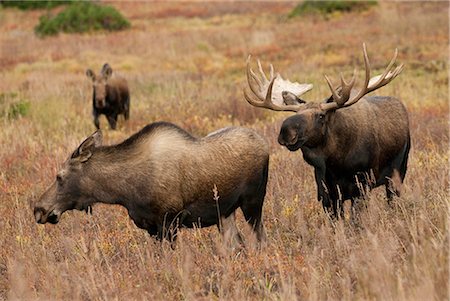 Un orignal mâle examine un orignaux femelles durant la saison du rut, dans la région de Glen Alpes de Chugach State Park près d'Anchorage, centre-sud de l'Alaska, automne/n Photographie de stock - Rights-Managed, Code: 854-03646025