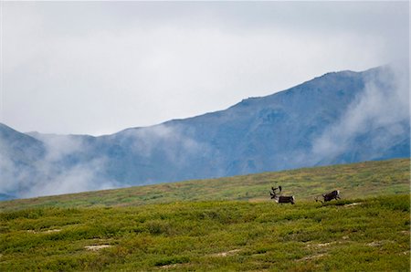 A pair of bull caribou wander the open landscape near Savage River in Denali National Park and Preserve, Interior Alaska, Summer Stock Photo - Rights-Managed, Code: 854-03646036