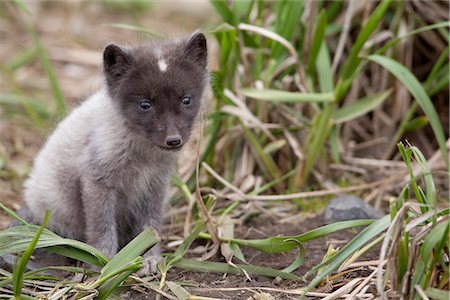 st paul's - Close up of an Arctic Fox pup peering through grass, Saint Paul Island, Pribilof Islands, Bering Sea, Alaska, Southwestern, Summer Stock Photo - Rights-Managed, Code: 854-03646045