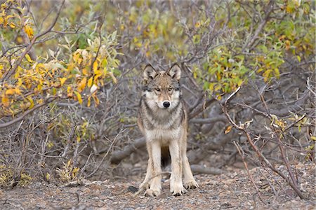 View of the Toklat Wolf pack's alpha female standing among the fall foliage of Denali National Park, Interior Alaska, Fall Stock Photo - Rights-Managed, Code: 854-03646058