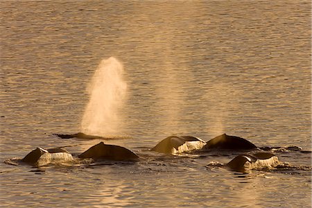 simsearch:854-03362156,k - A pod of Humpack whales feeding near Benjamin Island in Lynn Canal, Southeast Alaska, Winter, COMPOSITE Stock Photo - Rights-Managed, Code: 854-03646078