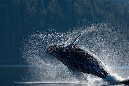 simsearch:854-03362156,k - Humpback Whale breaching in the waters of the Inside Passage, Southeast Alaska, Summer Stock Photo - Rights-Managed, Code: 854-03646073