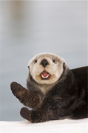 simsearch:854-02956132,k - Close up a Sea Otter in  Prince William Sound, Alaska, Southcentral, Winter Foto de stock - Con derechos protegidos, Código: 854-03646115