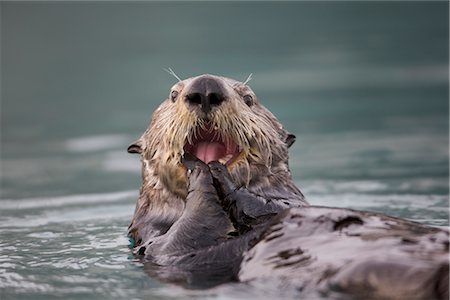 Close up view of a Sea Otter floating on its back while eating a mussel in Prince William Sound, Alaska, Southcentral, Fall Stock Photo - Rights-Managed, Code: 854-03646111