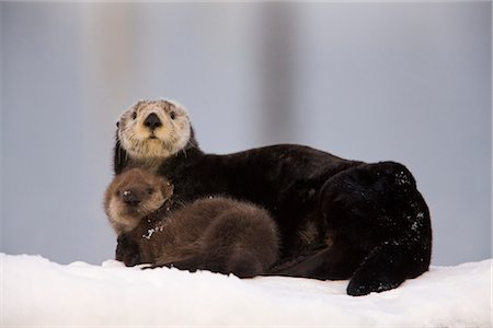Female Sea Otter hauled out on a snow mound with newborn pup, Prince William Sound, Alaska, Southcentral, Winter Stock Photo - Rights-Managed, Code: 854-03646112